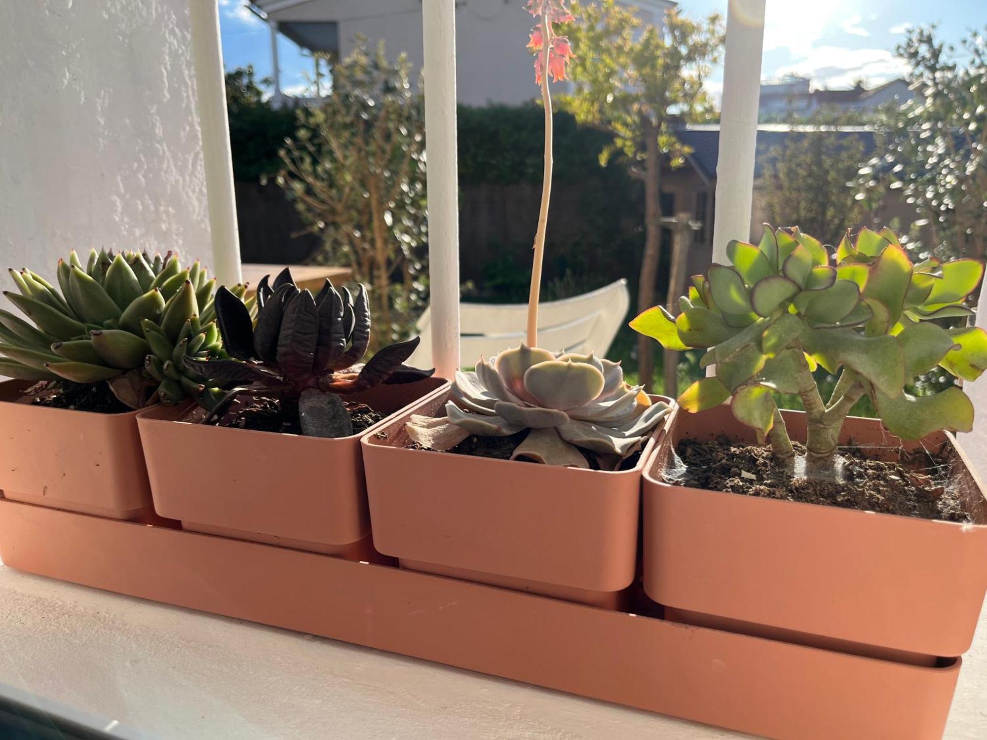 Appartement Deux Pieces Donnant Sur Un Jardin Αντίμπ Εξωτερικό φωτογραφία